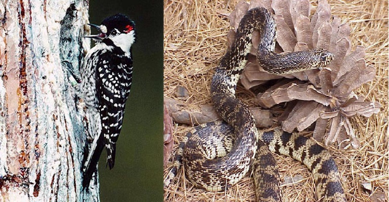 Red-Cockaded Woodpecker and Louisiana Pine Snake