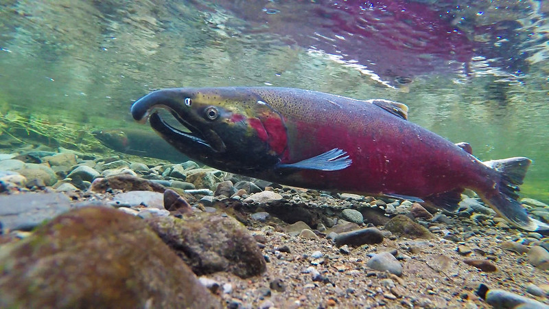 A Coho Salmon with a bright pink side and a hooked nose spawning in the Snake River. The photo is taken underneath the water, looking up at the fish swimming above a gravel streambed. 