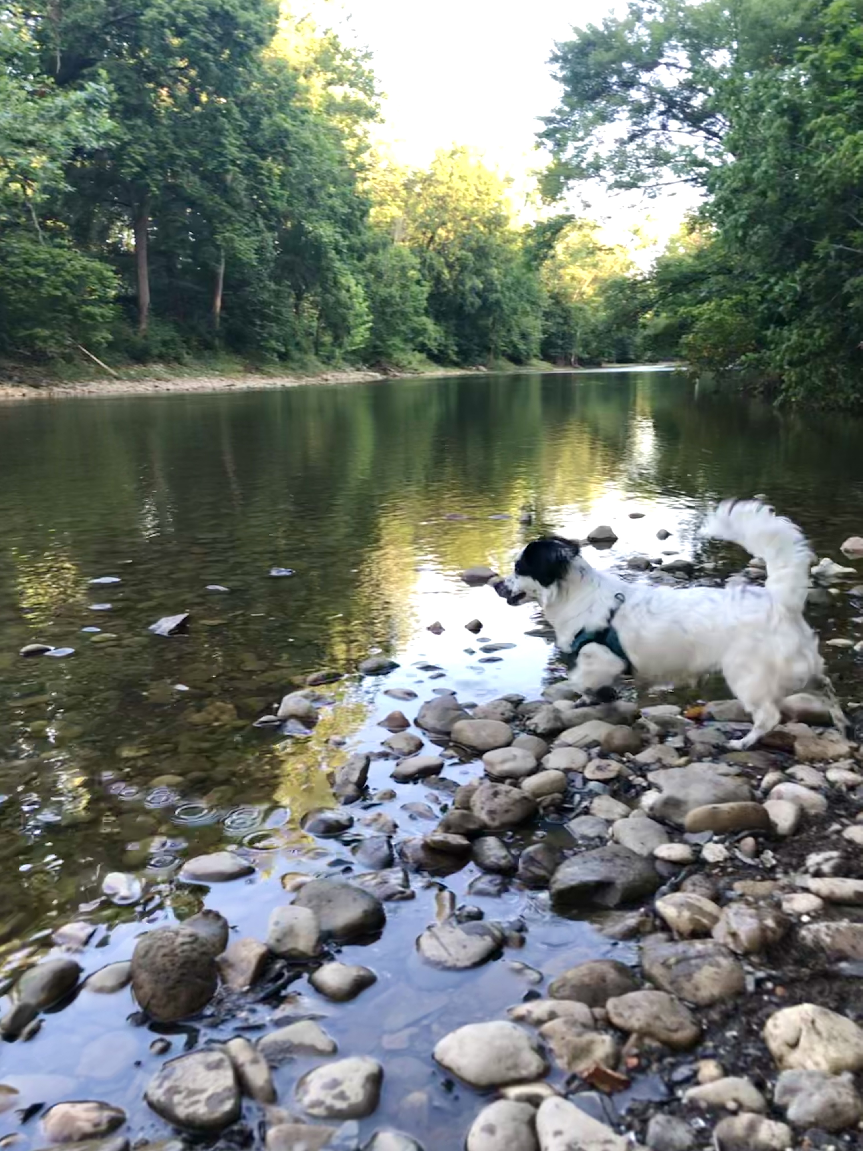 Small dog along rocky river bank