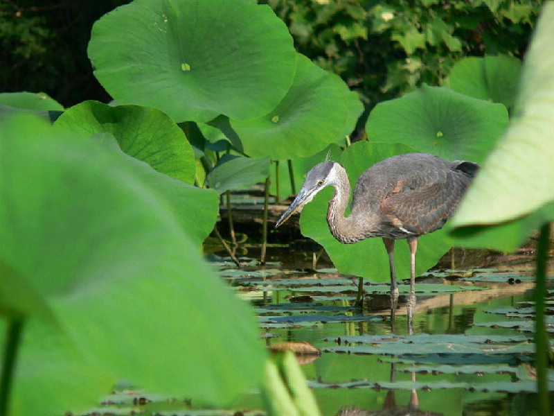 Heron in water among trillium on Cowan Lake.