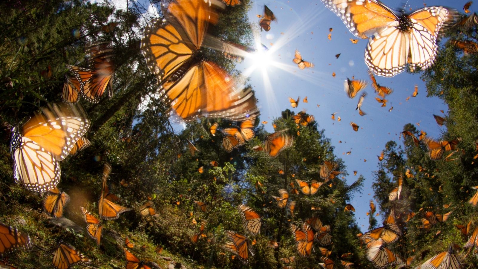 Monarchs in flight with sub flare