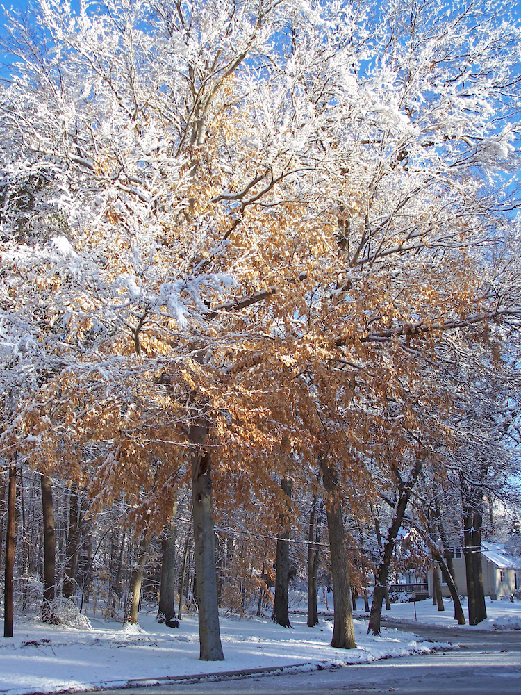 snowy tree. Photo credit: Paul Dale