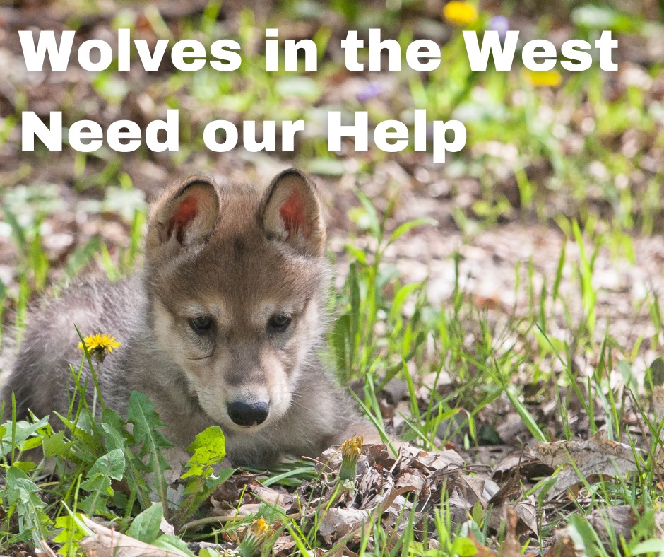 Wolves in the West Need Our Help, with picture of cute wolf puppy