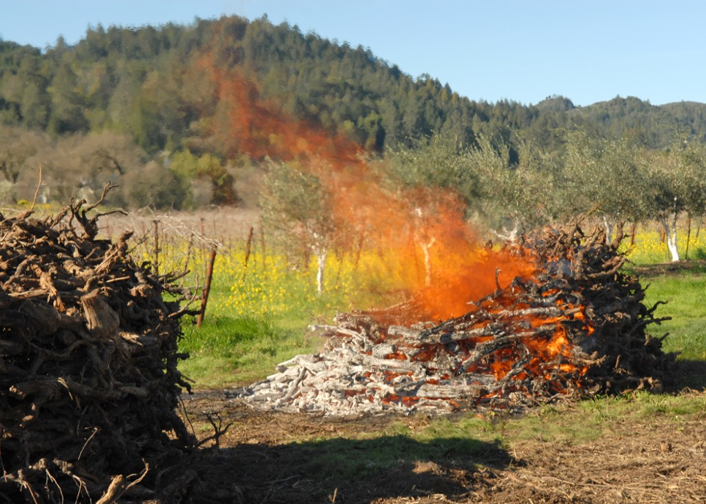 vineyards burn biochar