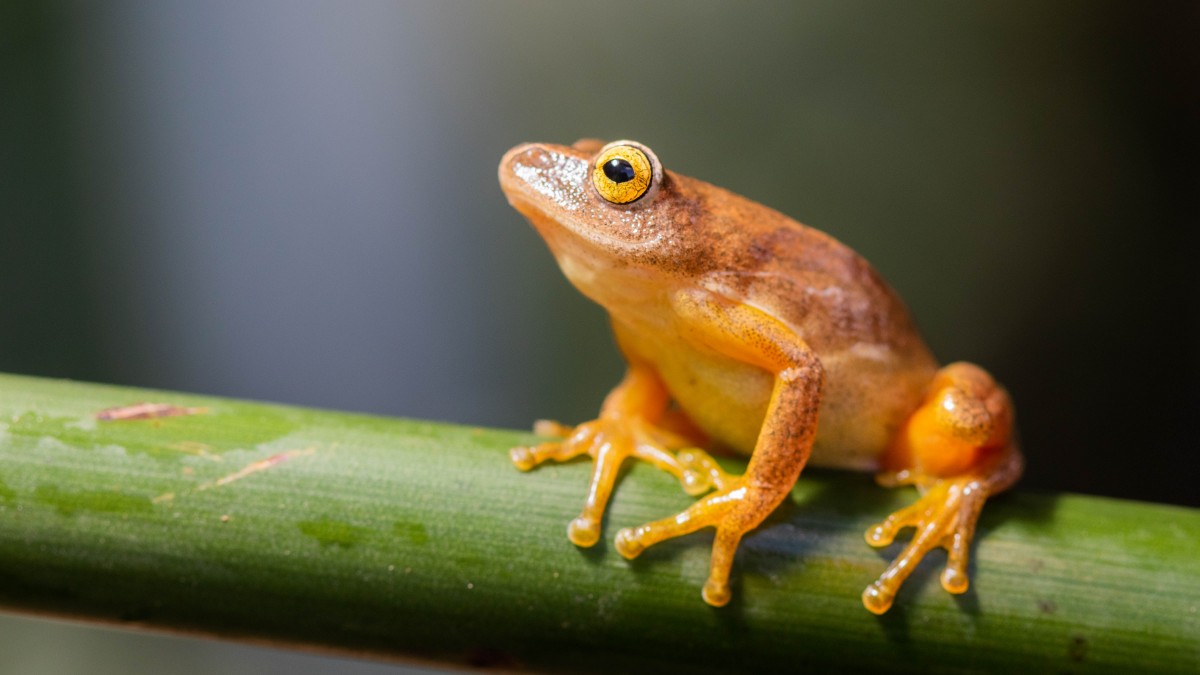 A tinker reed frog on a branch.