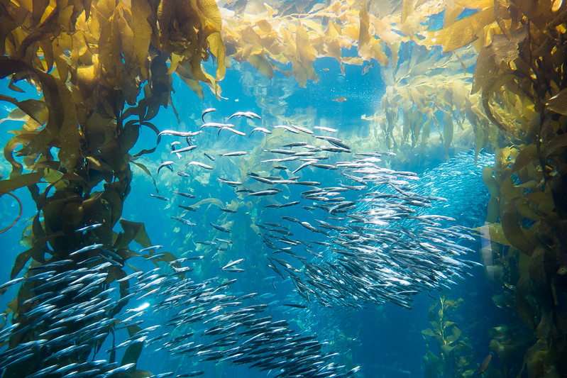 A school of fish swimming through kelp at the Monterey Bay Aquarium.
