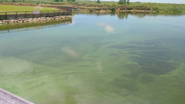 Blue-green algae along the south rim of Lake Okeechobee caused by nutrient pollution