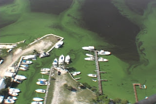 Algae photo