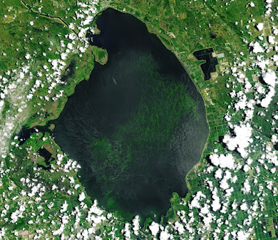 Cyanobacteria (blue-green algae) bloom on Lake Okeechobee