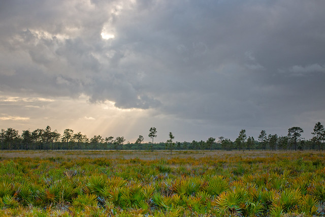 Three Lakes WMA in the Kissimmee Prairie (Florida Fish and Wildlife photo by Andy Wraithmell)