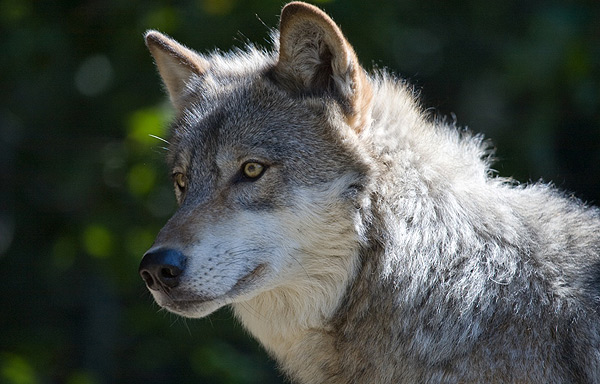 Wolf