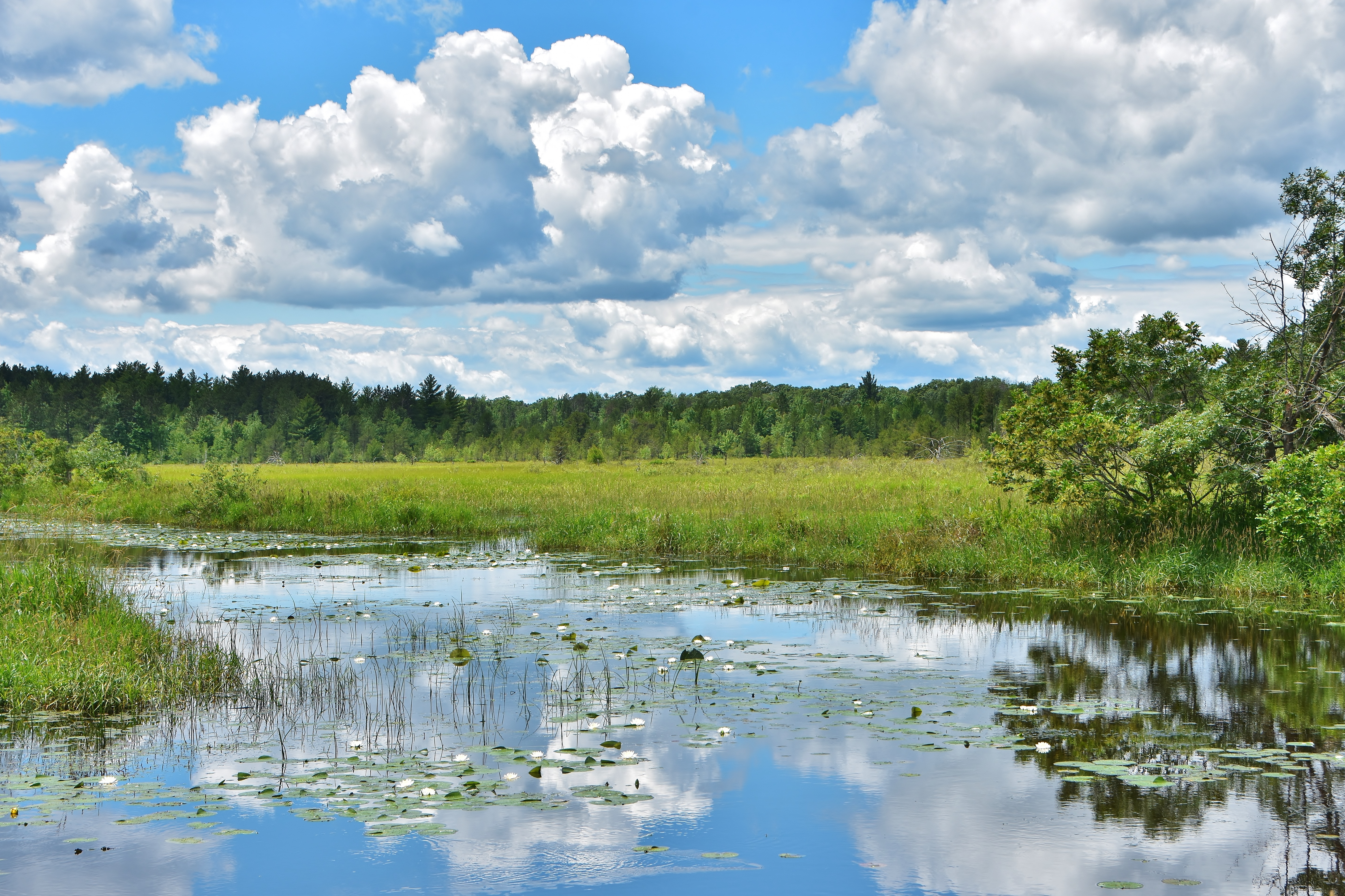 Wisconsin Wetlands