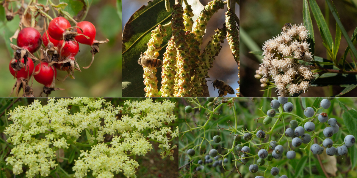 Top row: Rose hips, alder, mule fat bottom row: elderberry flowers and elderberry berries