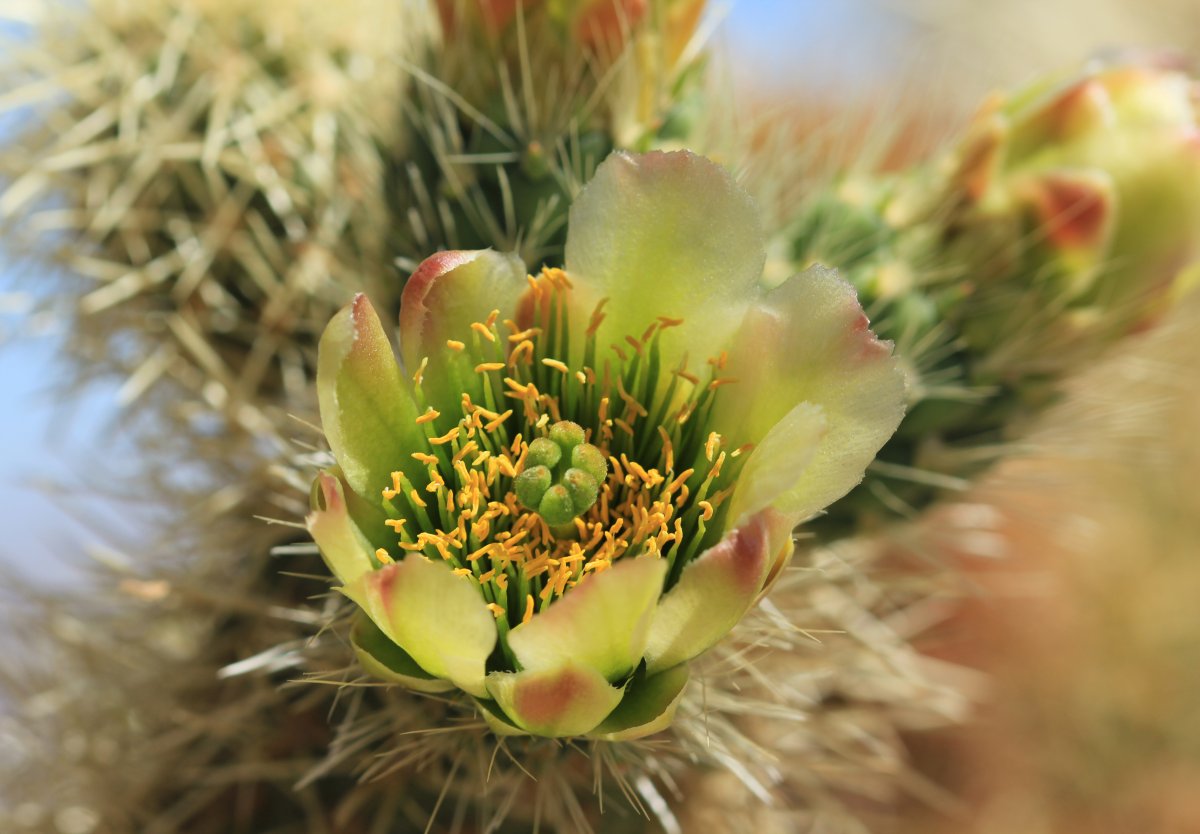 Teddy Bear Cholla in Bloom, Cholla Garden, JTNP