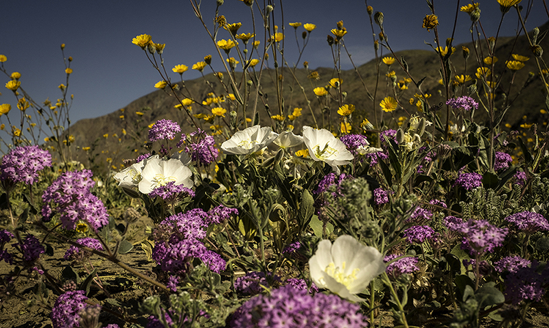 Henderson Field, Anza Borrego