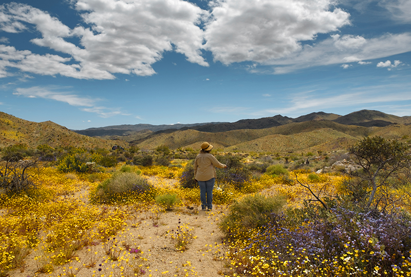 Wandering in Flowers, 2019 JTNP Bloom