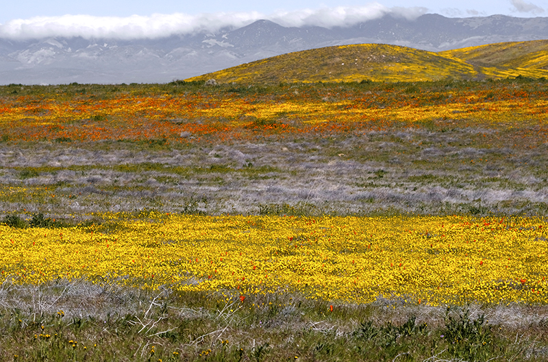 Poppies aren't the only game in own out near the Reserve, by Jane Simpson