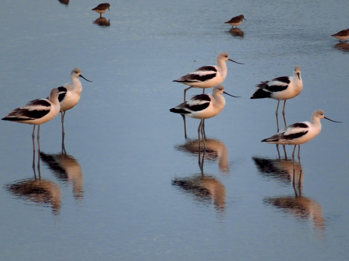 American Avocet