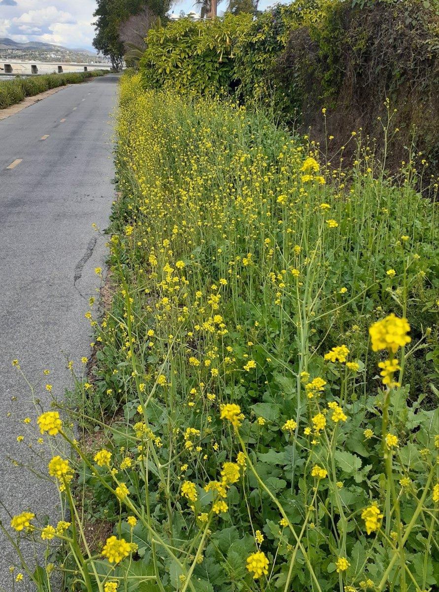 Black mustard