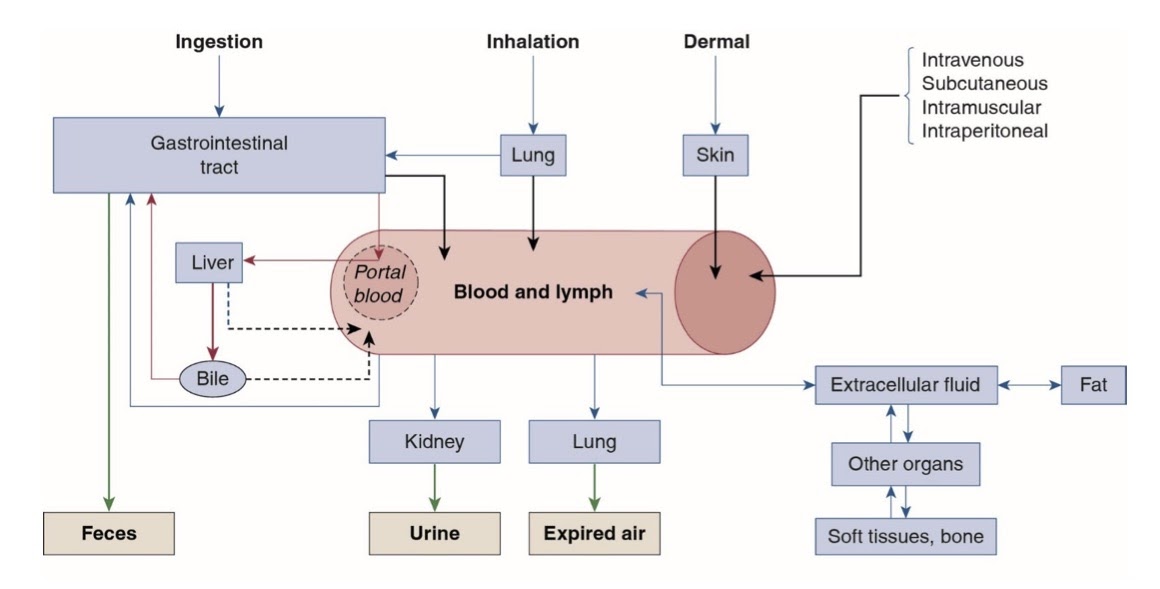 his chart depicts the systems in your body which interact with microplastics