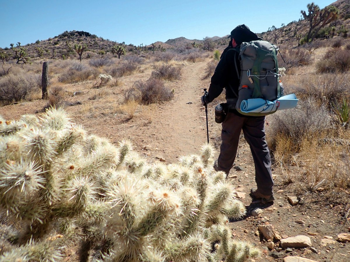 The Joshua Tree cholla are waiting for hikers