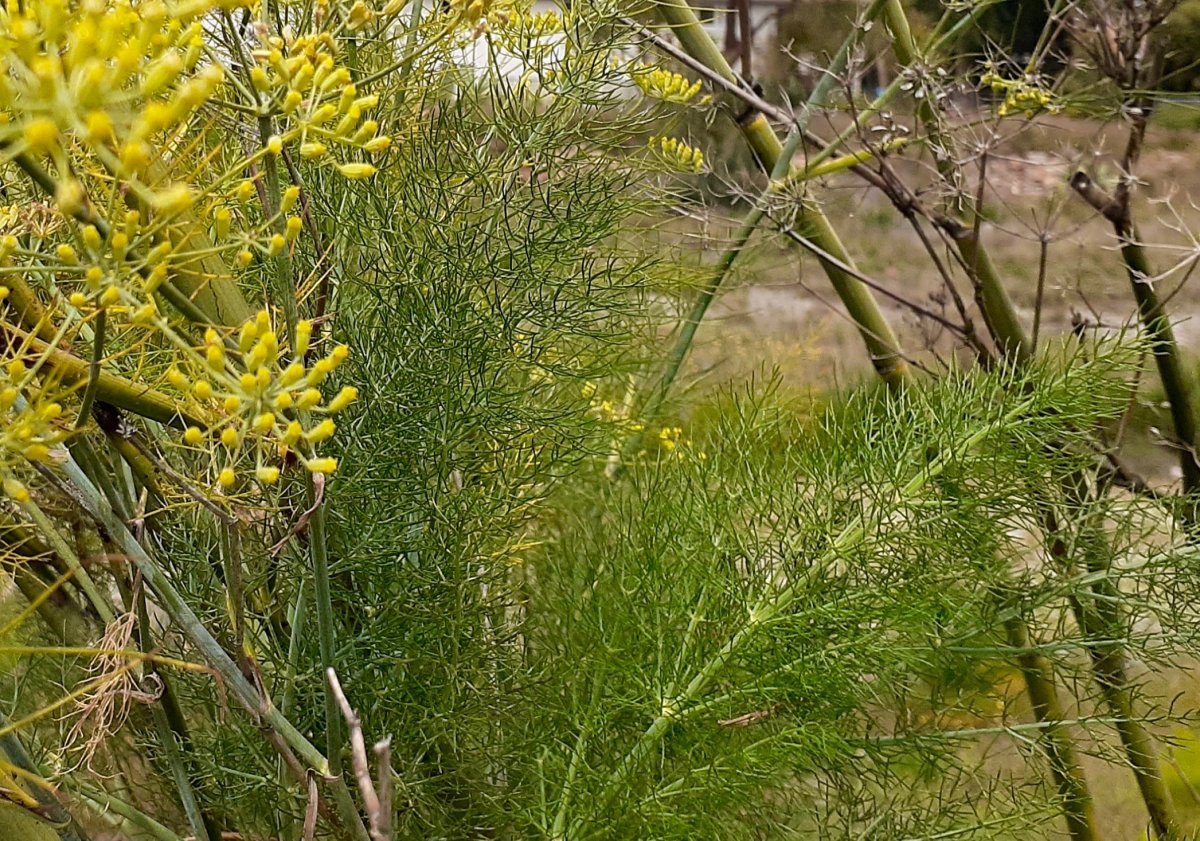 Fennel, sweet