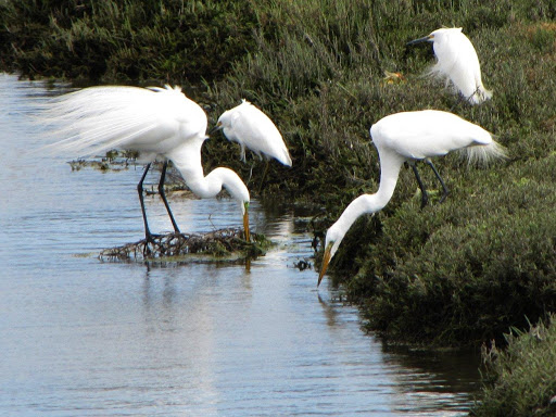 Great Egrets and Snowy Egrets photograph by Jonathan Coffin