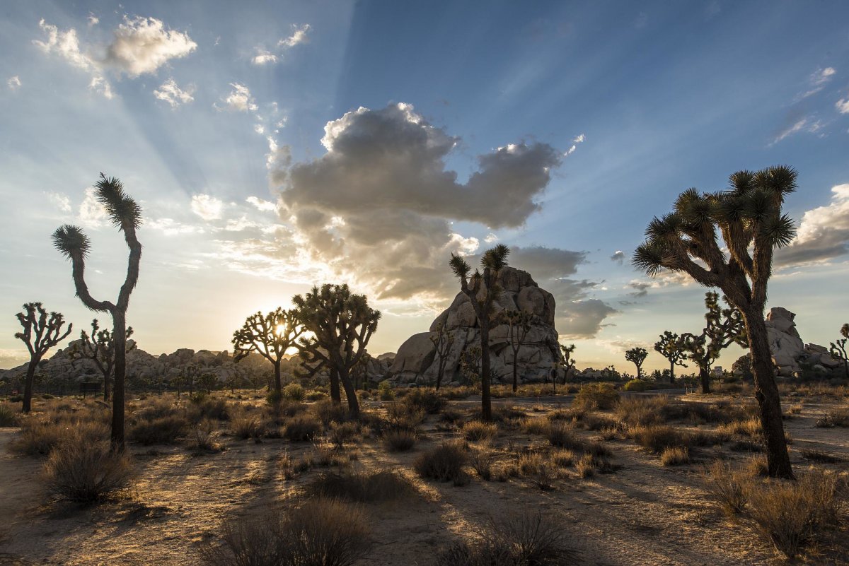 Joshua Tree by Christopher Michel