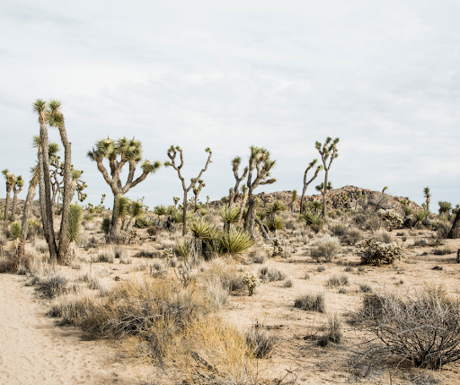 Western Joshua tree