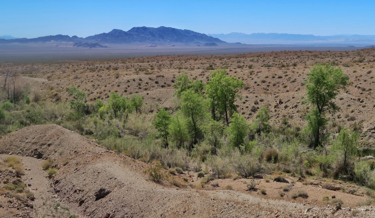 Lower section of Bonanza Spring, Mojave Trails National Monument, provides a rare source of water all year round for bighorn sheep and other wildlife. The Cadiz water mining project threatens to drop water levels and dry up the springs. 