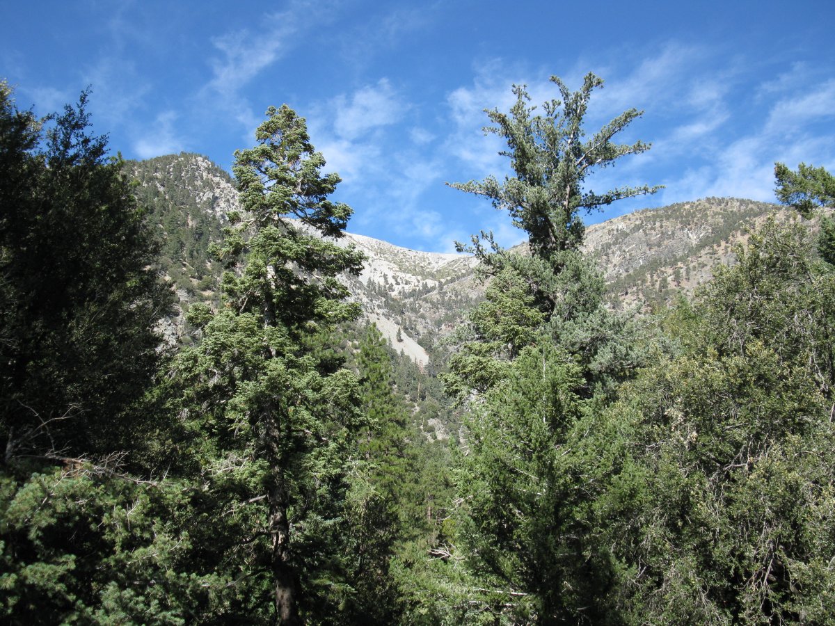 Hike to Mt Baldy