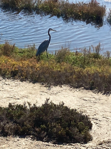 Bolsa Chica Ecological Preserve, Nick Hayes