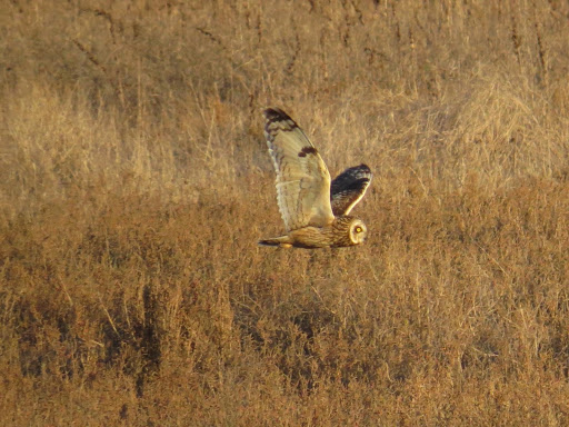 Short-eared Owl photograph by Jonathan Coffin