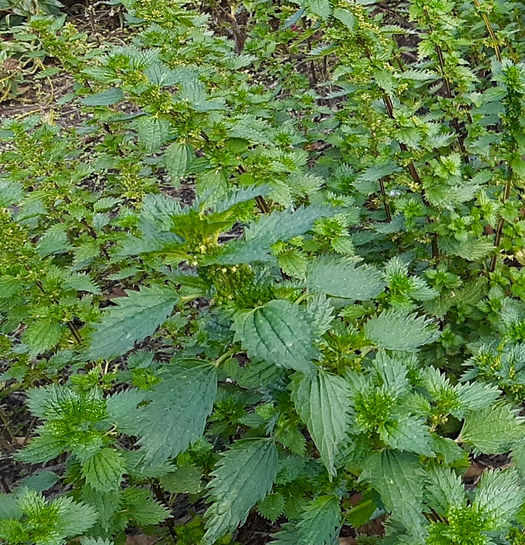 Stinging nettle