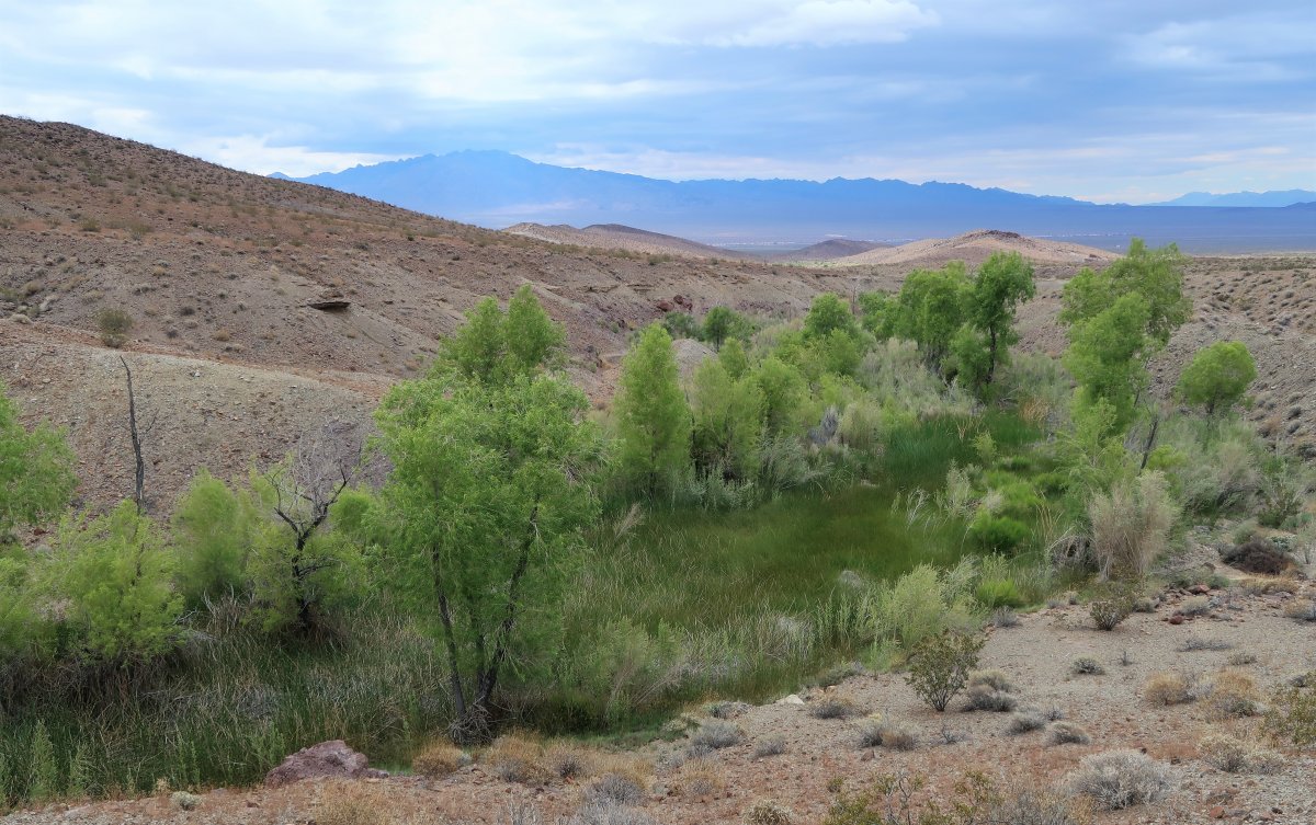 Migratory desert bighorn sheep depend on water from Bonanza Spring to survive. The Cadiz water mining project would lower the water table and devastate the springs. The upper springs is shown here. Photo credit: John Monsen. 