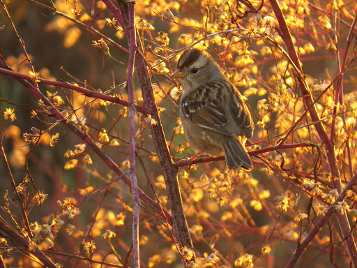 White-crowned Sparrow in Salt marsh Aster photography by Jonathan Coffin