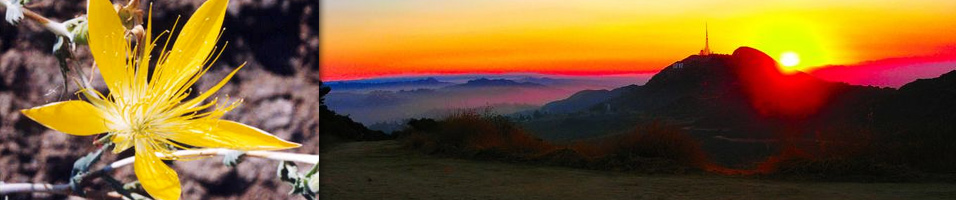 Evening Hikes in Griffith Park with the Angeles Chapter Sierra Club