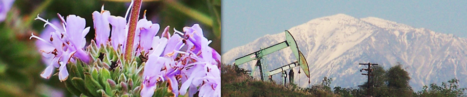 Angeles.SierraClub.org: Save the Montebello Hills Task Force