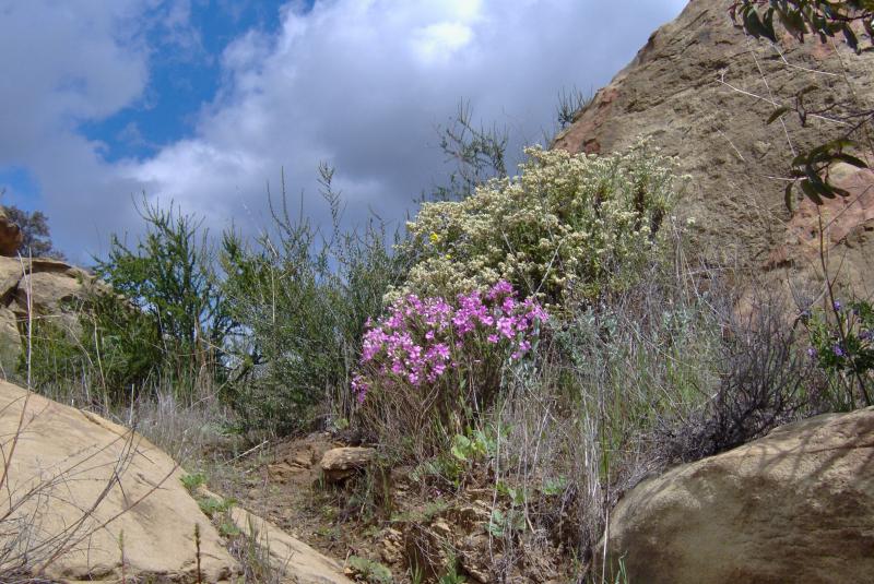 Phlox close up