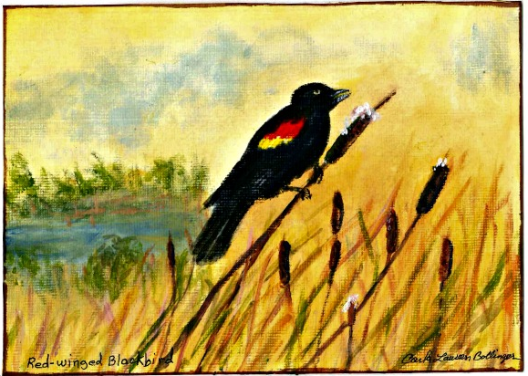 Red Wing Blackbird