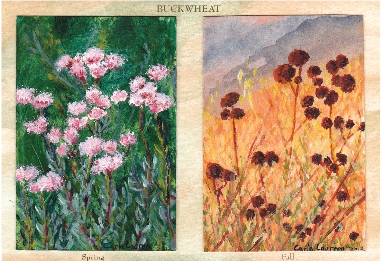 Buckwheat