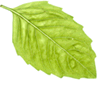 Leaf