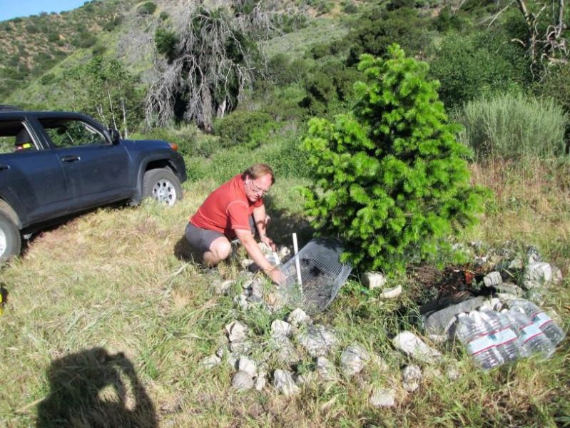 Tree Planting