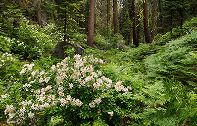 Forest Committee