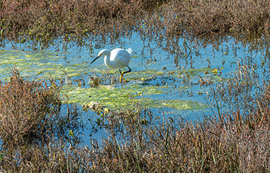 Ballona Wetlands Restoration Committee