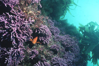 Fish hiding in coral