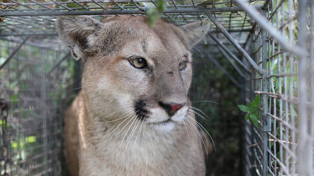 National Park Service photo of Mountain Lion P-56