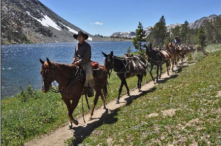 String Of Mules