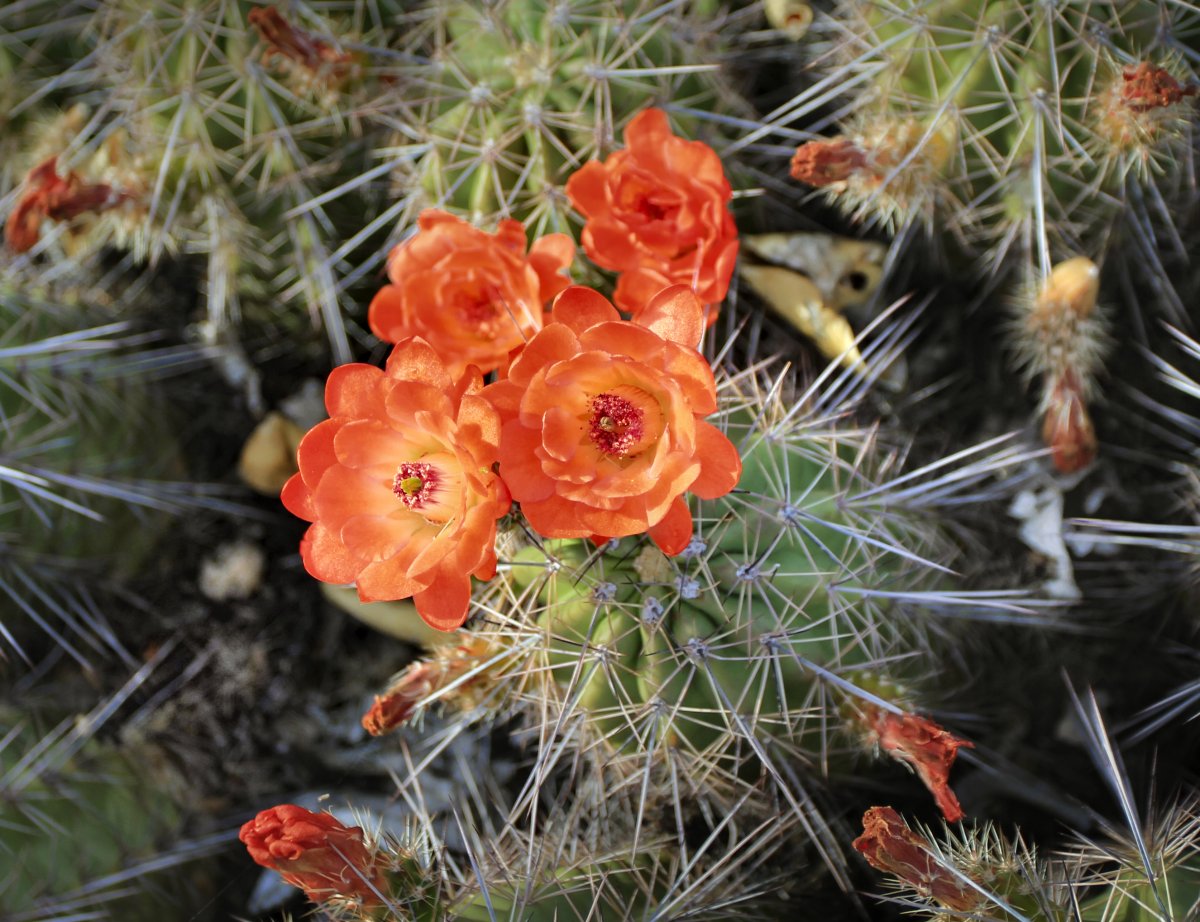 Hedgehog Cactus. Pretty but don't get too close.