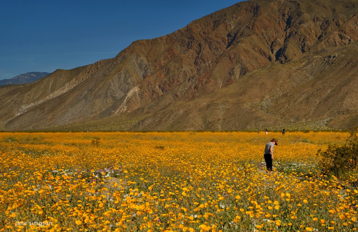 The 2017 “Superbloom,” Henderson Field, Anza Borrego